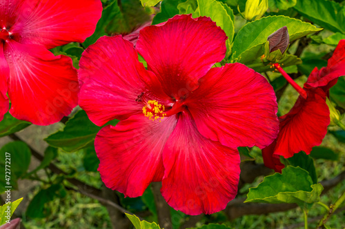 Red hibiscus flowers  Easter Island  Chile.