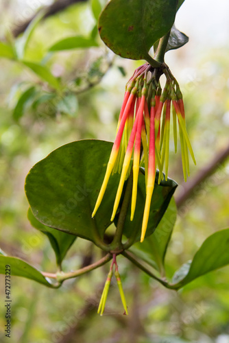 Ecuador, Aetanthus nodosus. Deadly parasitic plant in cloud forest photo