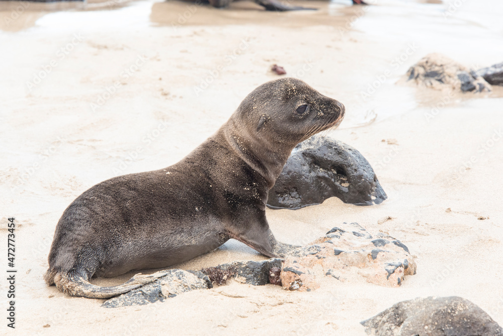 Ecuador, Galapagos. Galapagos sea lion pup on beach Ecuador, Galapagos. Galapagos sea lion pup on beach
