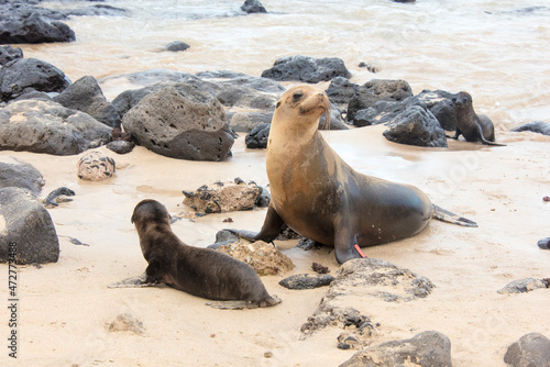 Ecuador, Galapagos. Mother sea lion guarding her pup. A second pup emerges from water