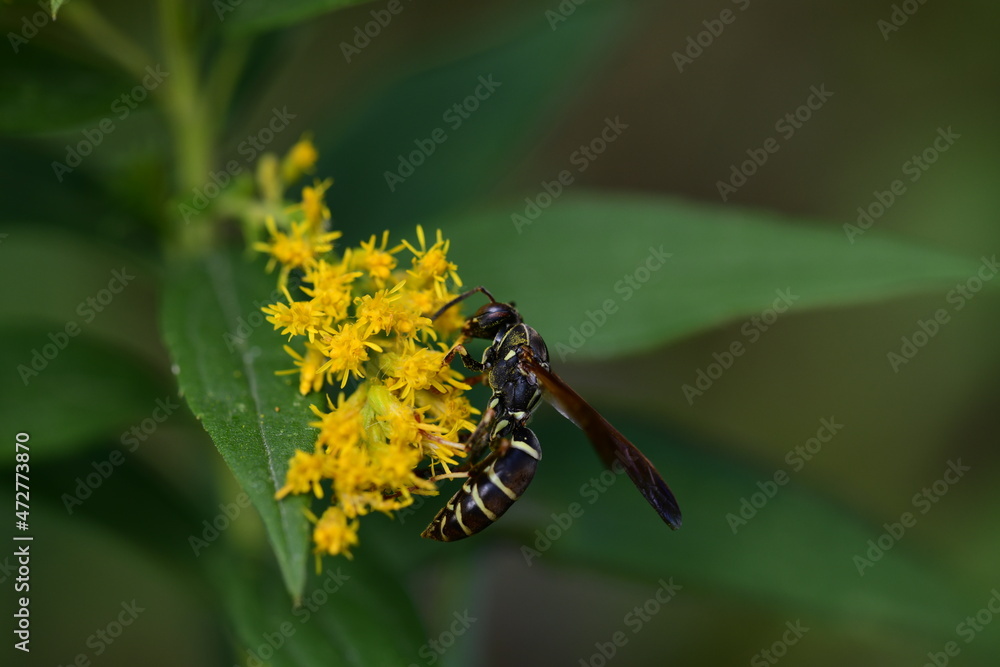 Fototapeta premium wasp on a yellow flower