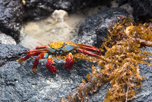 Ecuador  Galapagos Islands. Sally Lightfoot Crab and seaweed on lava shore rocks