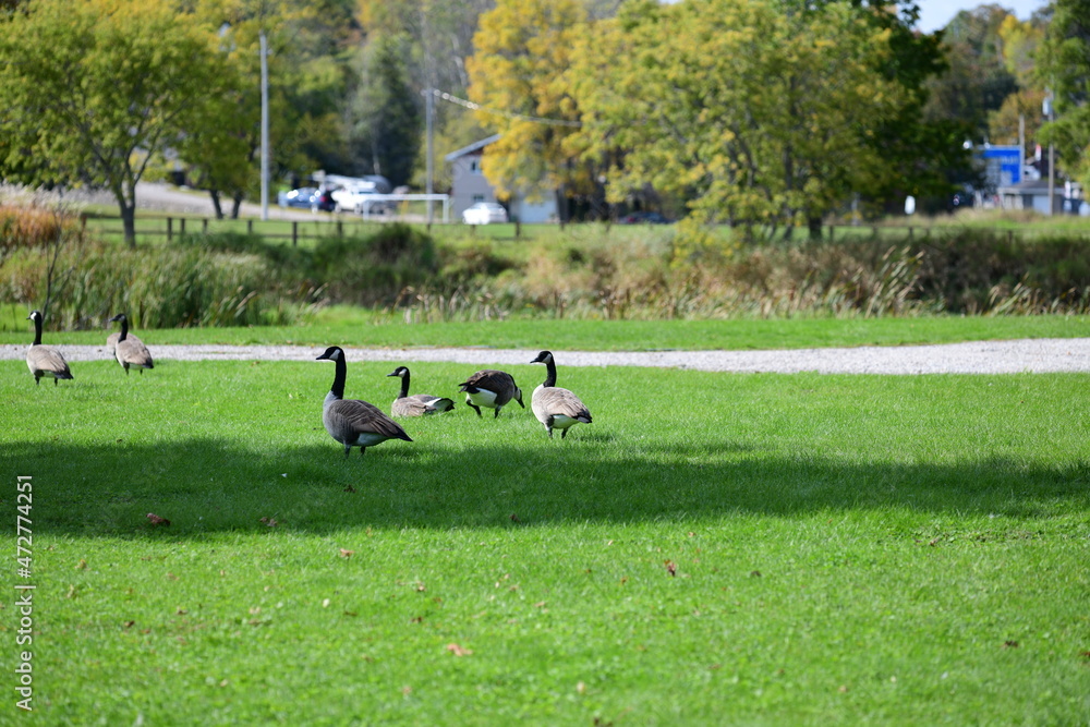 geese in the park
