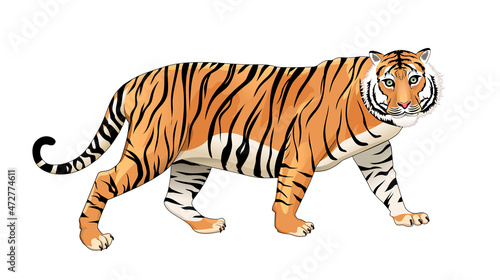Fototapeta Naklejka Na Ścianę i Meble -  Big wild tiger. Adult tiger on a white background. Vector illustration
