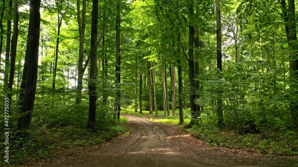 Summer forest and leafy footpath in Poland Summer forest and leafy footpath in Poland