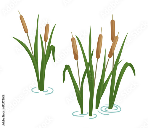 Reed in pond set. Vector cartoon illustration isolated on white background. Plants on swamp and wetland.