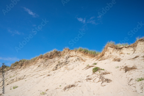 sandy dunes with blue sky and marram grass in the bay of Authie near Berck sur mer.