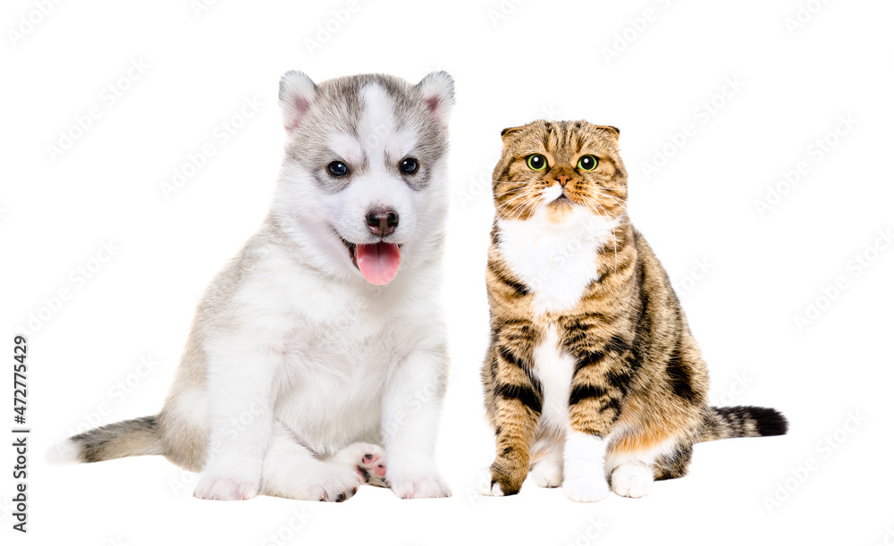 Fototapeta premium Siberian husky puppy and scottish fold cat sitting together isolated on white background