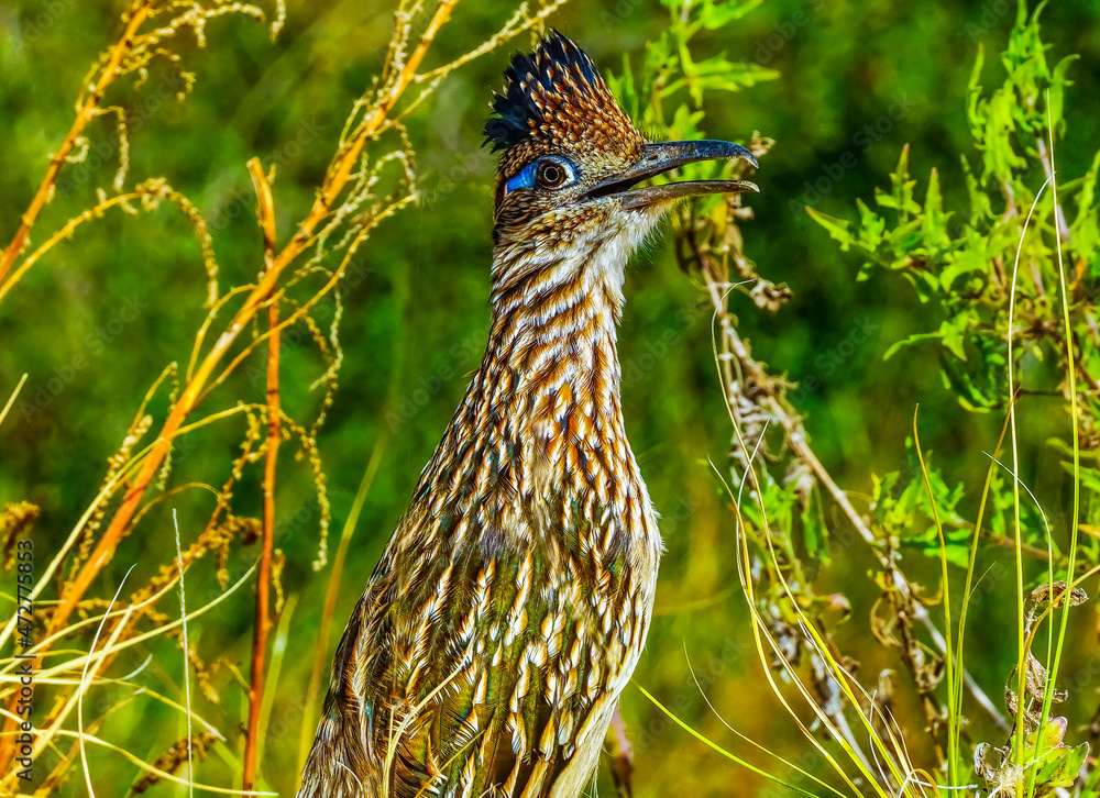 Obraz premium Colorful Greater Roadrunner, Sonoran Desert shrubland in Cabo San Lucas, Mexico. Member of cuckoo family and can reach speeds of 20 MPH.