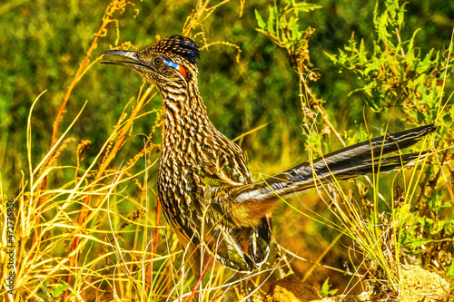 Colorful Greater Roadrunner, Sonoran Desert shrubland in Cabo San Lucas, Mexico. Member of cuckoo family and can reach speeds of 20 MPH. photo