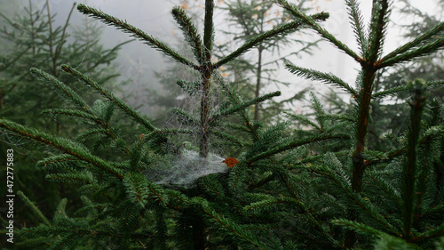 Spider Web on a tree