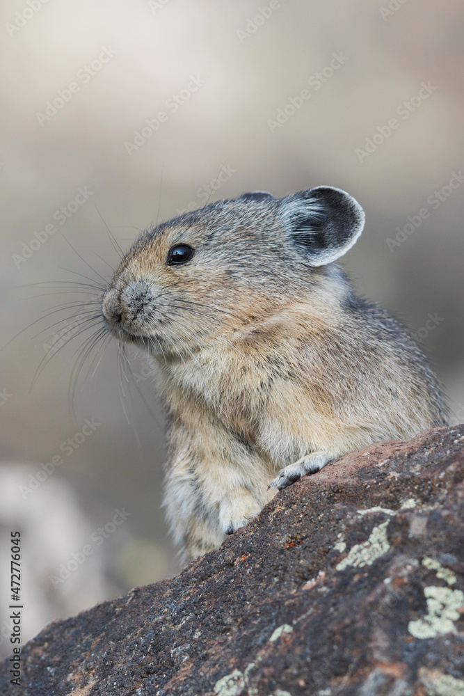Pika keeping an eye on things Pika keeping an eye on things