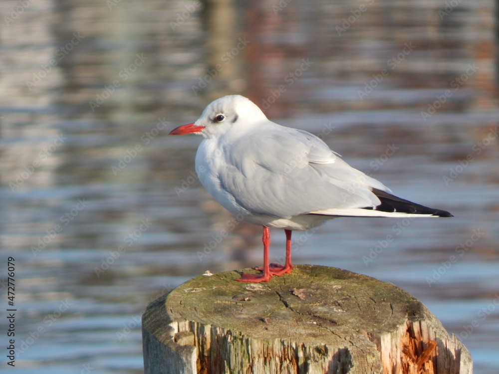 Obraz premium black headed gull