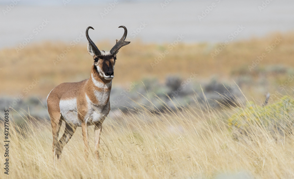 Pronghorn antelope buck - obrazy, fototapety, plakaty 