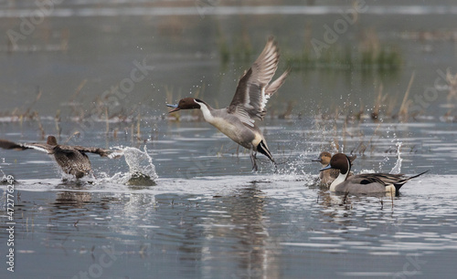 Northern pintails, spring squabble