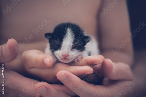 Furry kitten lying on its owner's hands. Cute small kitten sleeping in baby and parent hands.