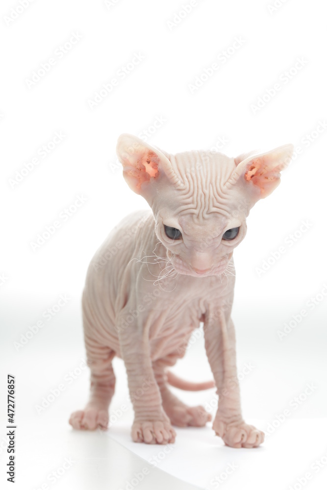 Cute kitten sphynx pet on white background