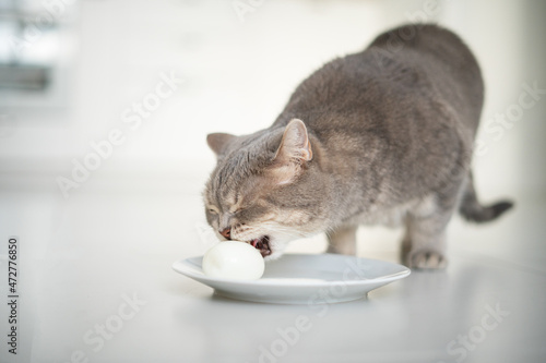 Scottish cat eating egg