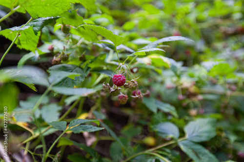 Ripe Red Wild Raspberry Bushes in the forest. Closeup view.