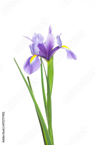 Fototapeta Naklejka Na Ścianę i Meble -  Perfect Iris flower on white background