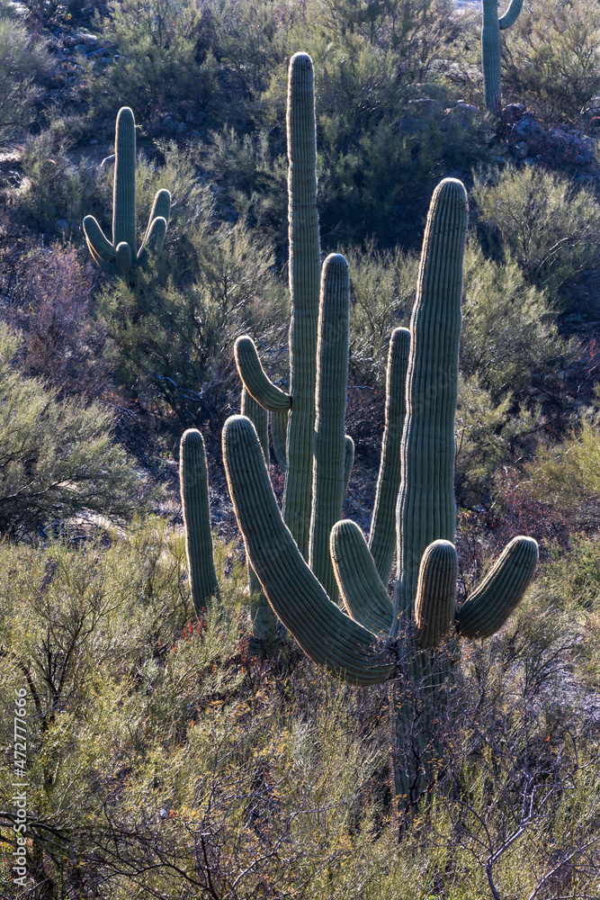 USA, Arizona, Catalina State Park, saguaro cactus, Carnegiea gigantea. Giant saguaro cacti punctuate the desert landscape.