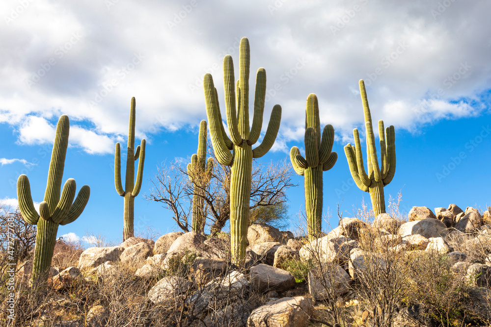 USA, Arizona, Catalina State Park, saguaro cactus, Carnegiea gigantea. The giant saguaro cactus punctuates the rocky desert landscape.