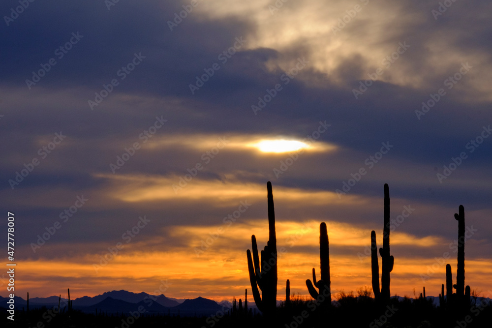 USA, Arizona, sunset, Saguaro cactus
