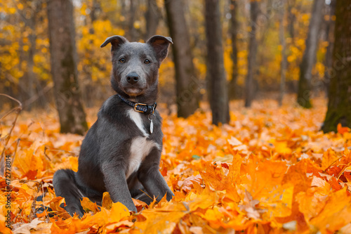 Gray puppy with white breasts in fallen orange leaves © AMBERLIGHT