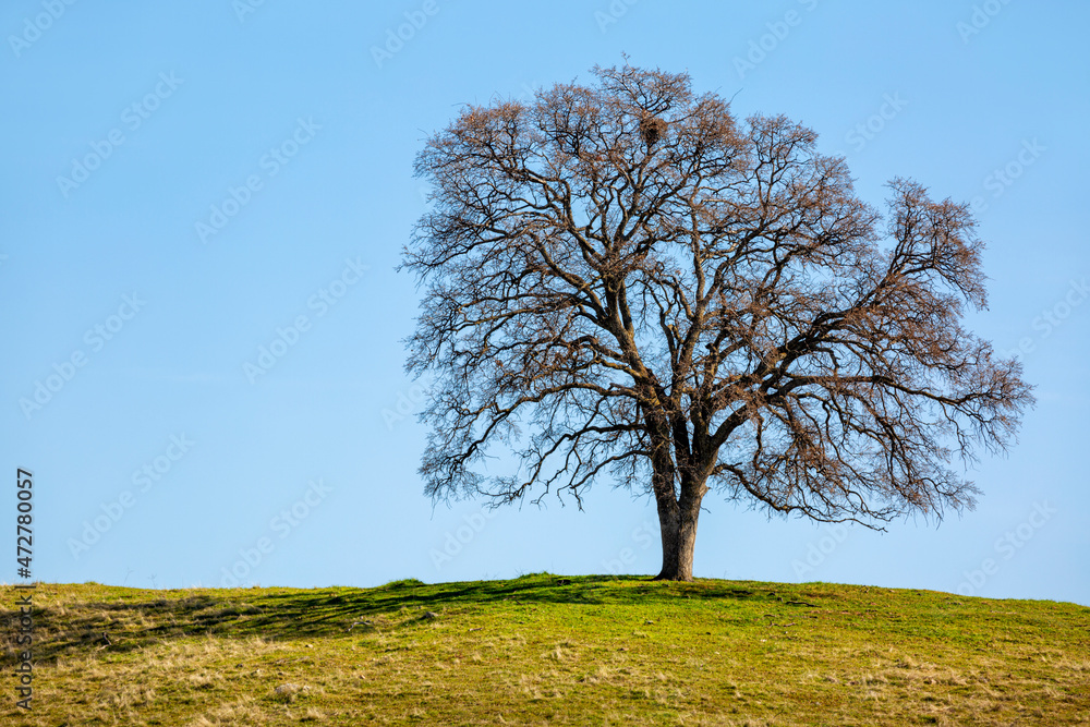USA, California, Madera County, Live oak on a hill USA, California, Madera County, Live oak on a hill