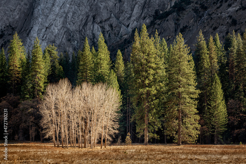 USA, California, Yosemite National Park, Ahwahnee Meadow cottonwood trees