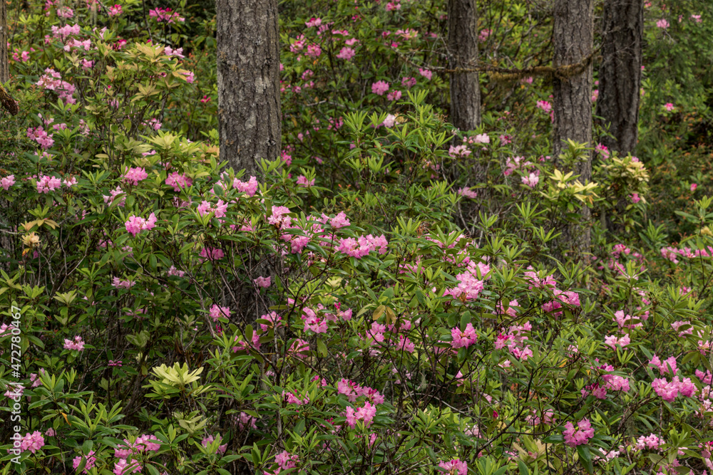 Rhododendron, Redwood National and State Park, California