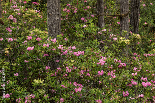 Fototapeta Naklejka Na Ścianę i Meble -  Rhododendron, Redwood National and State Park, California