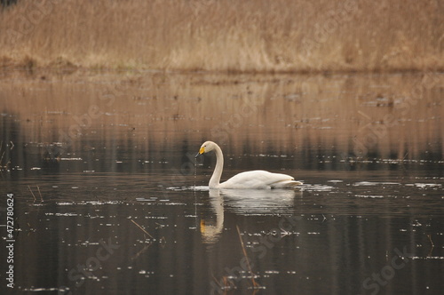 Whooper swan swimming on the Narewka River in the Bialowieza National Park. Backwaters of the river and horse mating season. photo