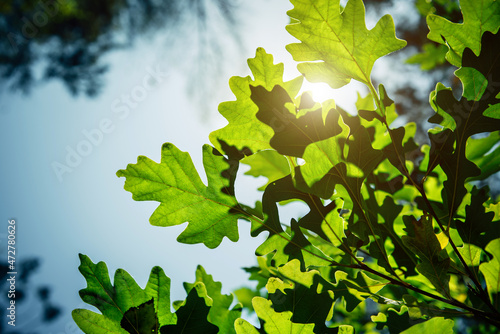 Bright sun rays of break through the green foliage of oak. Pattern of green leaves on blue sky background. Wallpapers. Copy space.