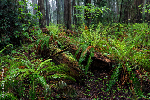 Ferns and fallen redwood trees  Stout Memorial Grove  Jedediah Smith Redwoods National and State Park  California
