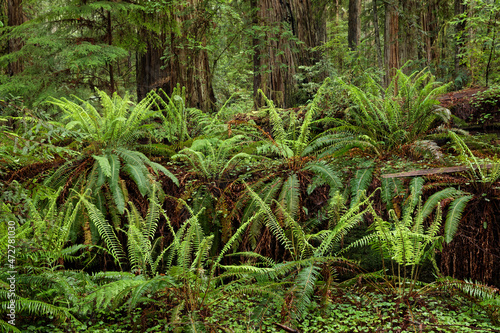 Ferns beneath giant redwood trees, Stout Memorial Grove, Jedediah Smith Redwoods National and State Park, California