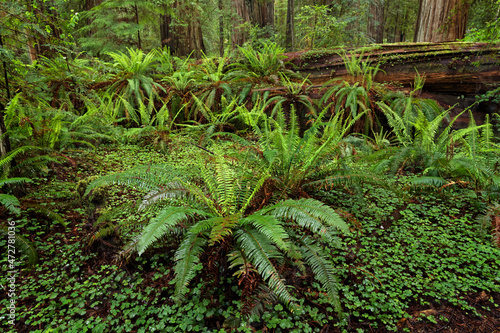Ferns beneath giant redwood trees, Stout Memorial Grove, Jedediah Smith Redwoods National and State Park, California