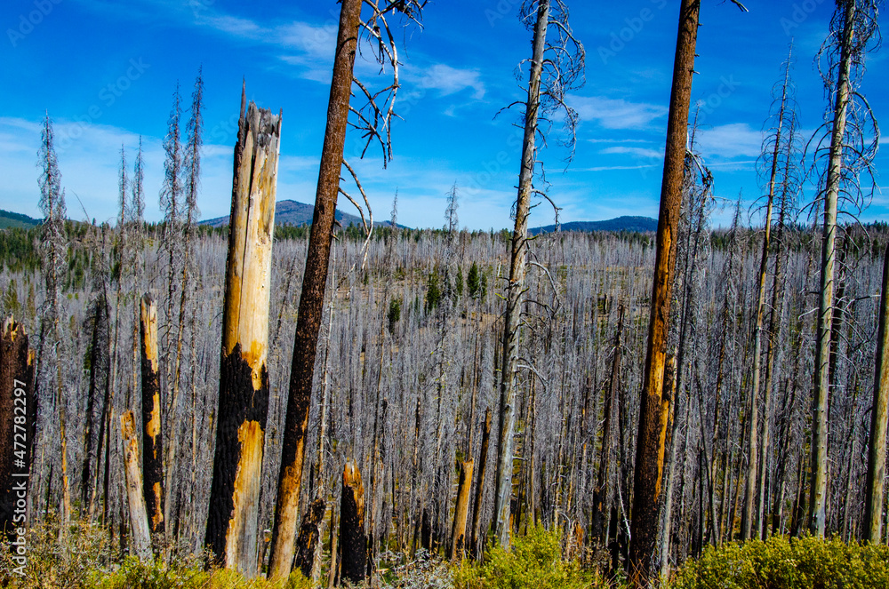 USA, California. Lassen Volcanic National Park, 2012 Reading Forest Fire damage