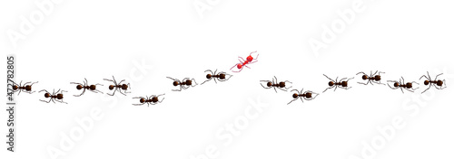 Black ant trail. Working insect curve group silhouettes isolated on white background. Vector illustration.
