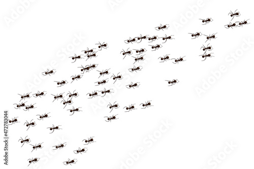 Black ant trail. Working insect curve group silhouettes isolated on white background. Vector illustration.