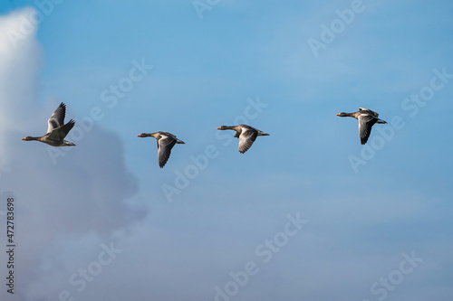 Flock detailed Geese flying in a beautiful blue sky. birds flying in the shape of. Animal themes, background, copy-space