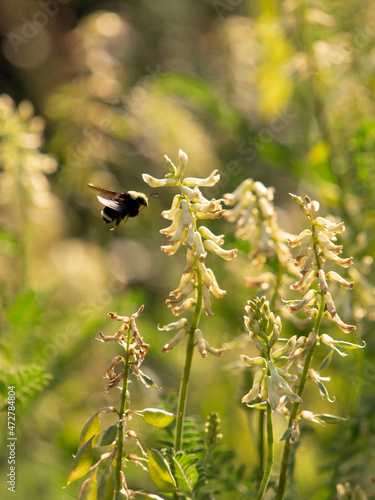 Bumblebee on locoweed flowers (Astragalus), Los Angeles, California photo