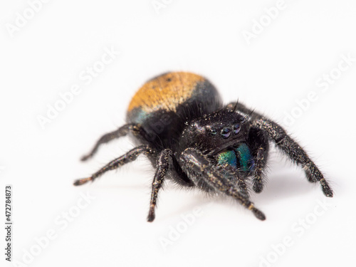 Male red jumping spider, Los Angeles, California