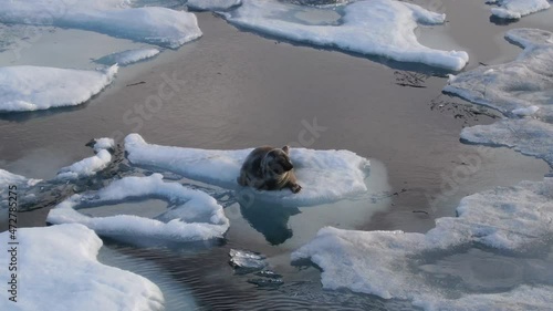 Close-up of fur seals, an eared seal sits on an ice floe in the blue water of Lake Baikal and lies on an ice floe. Looks curiously at the camera. A unique wild animal in its natural habitat. Russia.
