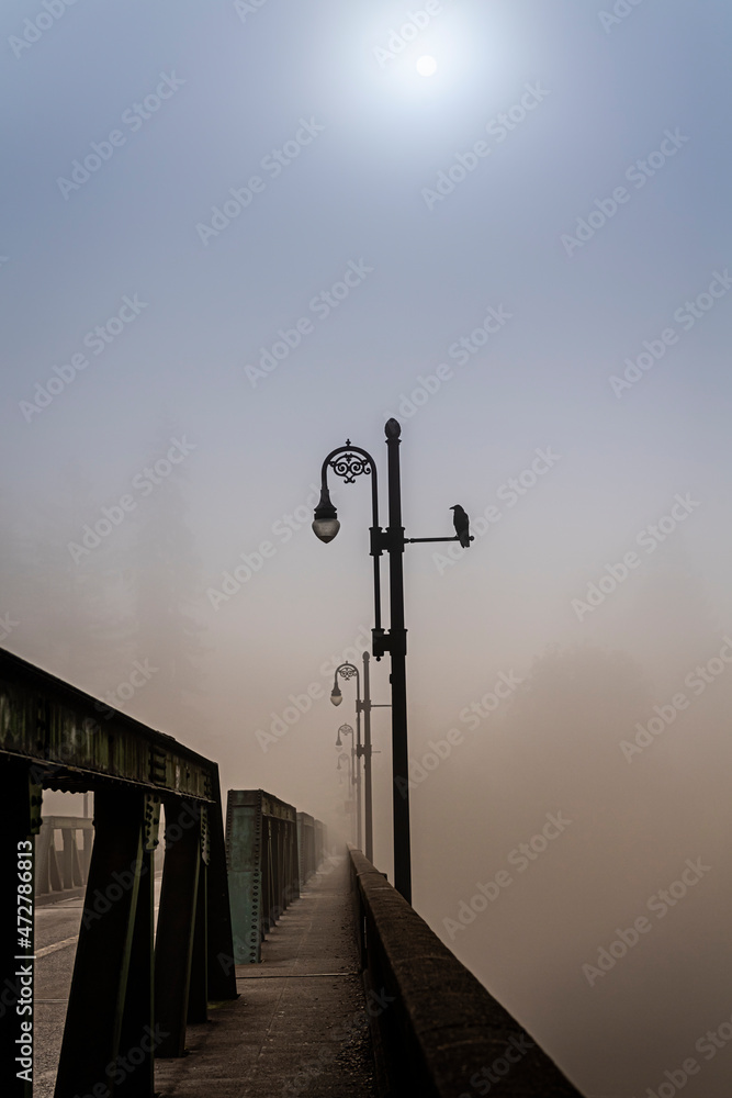 Crow sitting on a lamppost on a foggy morning along the Russian River