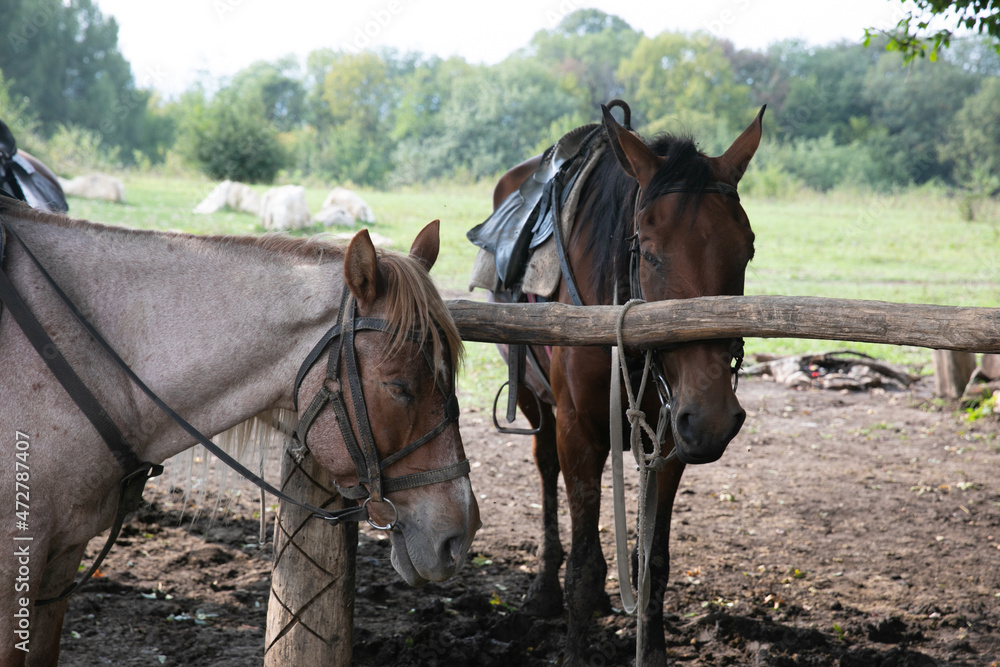 two adult horses grazing in a forest meadow two adult horses grazing in a forest meadow