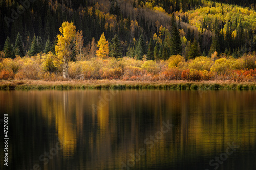 Twin trees reflecting on Crystal Lake at sunrise  Uncompahgre National Forest  Colorado