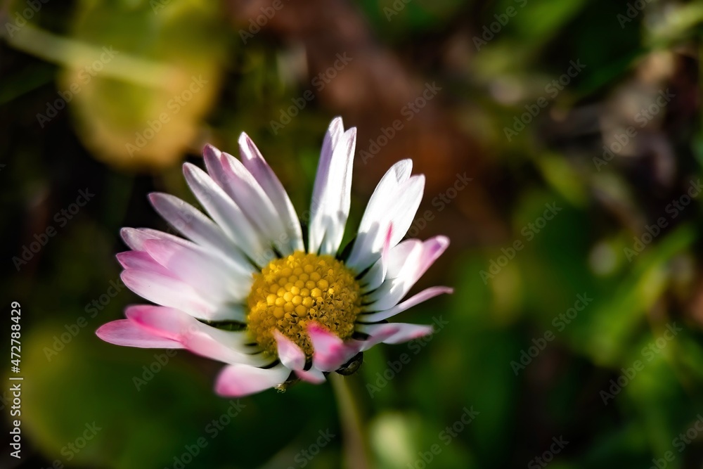 Fototapeta premium pink and white flower