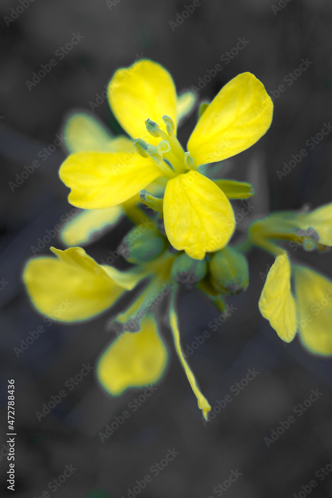 Obraz premium yellow flower