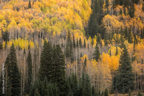 Mountain slope of Aspen trees and evergreens in fall, Uncompahgre National Forest, Colorado